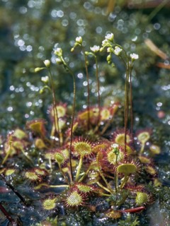 Brosswort, Bullwort, Drosera rotundifolia, Droseraceae, Lord's Spoon, Sky Spoon, Sky Dew, Roundleaf