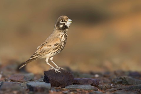 Thick-billed Lark - Knackerlerche - Rhamphocory clotbey, Morocco, male