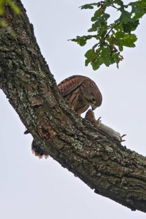Kestrel (Falco tinnunculus), close-up: a fledgling perched in a tree with a field mouse (Microtus