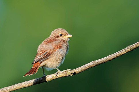 Red-backed Shrike (Lanius collurio), a young bird perched on a twig, North Rhine-Westphalia,