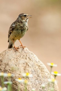 Woodlark, Lullula arborea, birds, high size, portrait, birds