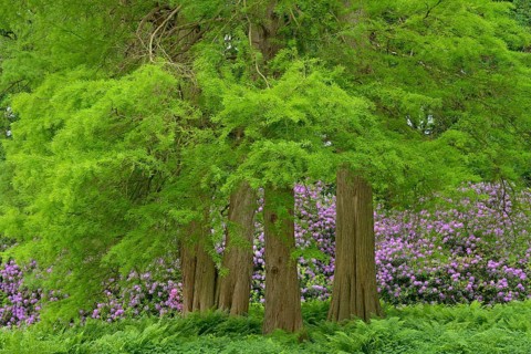 Landscape garden with old rhododendrons in bloom, Lütetsburg Palace Park, East Frisia, Lower