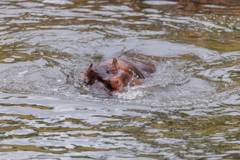 A fully grown hippopotamus (Hippopotamus amphibius) swims in a river. Democratic Republic of the