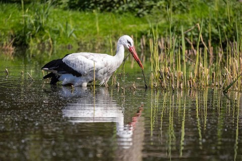 White stork (Ciconia ciconia) collecting nesting material, Germany