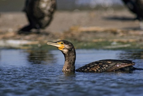 Black shag, cormorant, phalacrocorax carbo, birds, eclipse plumage, leo, pelecaniforms, ropedes,