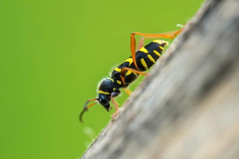 Clytus arietis, common ram ram, ram ram, beetle, longhorn, coleoptera, insects, insects, beetles,