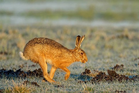 European hare (Lepus europaeus) with icebeard on a hoarfrost-covered meadow, Lake Dümmer, Germany