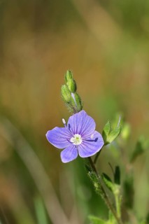 Gamander speedwell (Veronica chamaedrys) Close-up of a flower on a forest path, Wilnsdorf, North