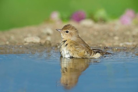 Garden Warbler (Sylvia borin) bathing, Aosta Valley, Italy