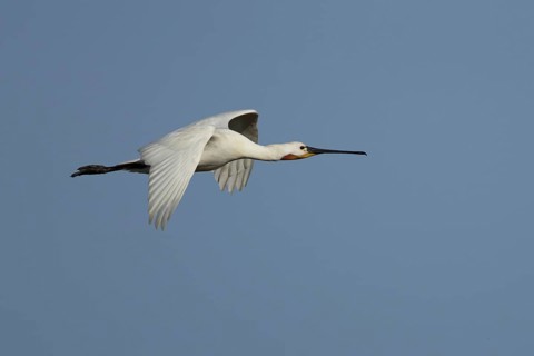 Eurasian spoonbill (Platalea leucorodia) adult bird in flight, England, United Kingdom