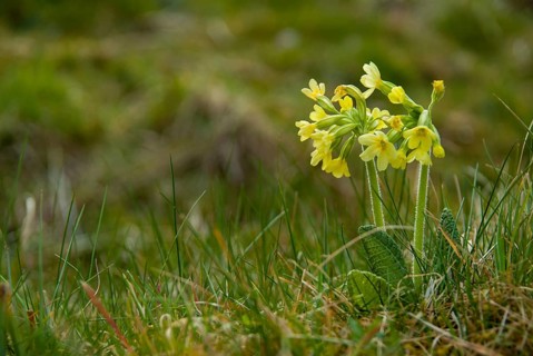 Tall cowslip, primrose, primula elatior, primulaceae, cowslip, forest cowslip, flora, spring,