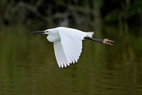 Little Egret (Egretta garzetta), in flight, Camargue, southern France, France