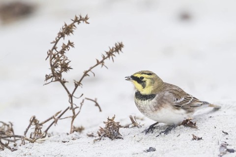 Horned Lark - Ohrenlerche - Eremophila alpestris flava, Germany