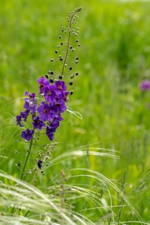 Braunwurzaceae, Czech Republic, mullein, purple mullein, scrophulariaceae, Czech Republic,