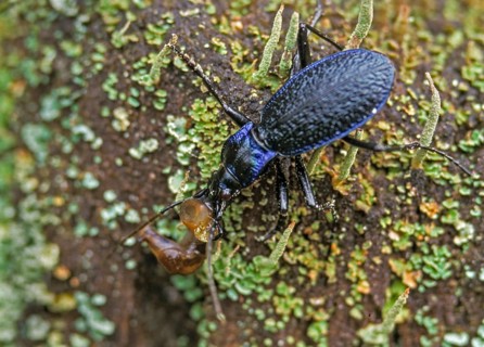 Blue ground beetle, blue ground beetle, carabus intricatus, beetle, insects, beetles