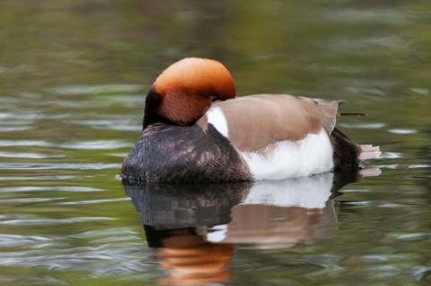 Common duck, netta rufina, red-crested pochard, anatidae, birds, ducks, ducks, ducks, ducks, male,