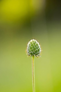 Seeds of a blossom, detail, Bavaria, Germany