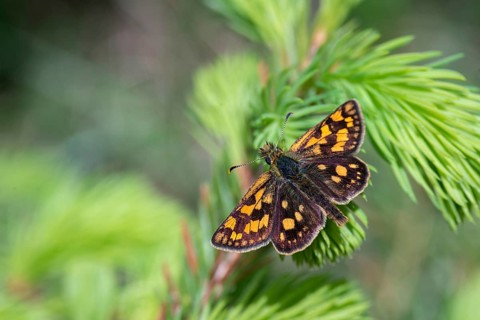 Colorful bighead, carterocephalus palaemon, chequered skipper, yellow cube thighead, butterfly,