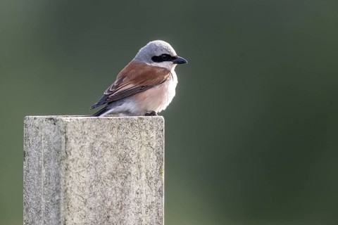 Red-backed Shrike (Lanius collurio), Emsland, Lower Saxony, Germany