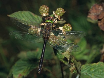 Cordulia aenea, downy emerald, common emerald dragonfly, anisoptera, damselflies, dragonflies,