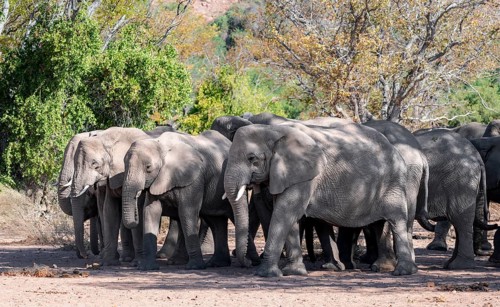 Herd of African elephants (Loxodonta africana), desert elephants, riverbed of the Ugab River,