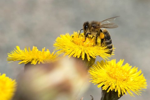Apidae, apis mellifera, asteraceae, bees, European honey bee, European honeybee, hymenoptera,
