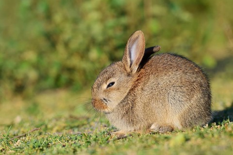 Wild rabbit (Oryctolagus cuniculus), a young rabbit sitting in a meadow, North Rhine-Westphalia,