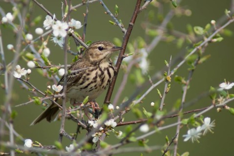 Anthus trivialis, tree pipit, birds, leo, passeri, songbirds, songbirds, birds