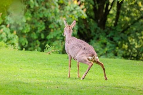 A female roe deer (Capreolus capreolus) is peeing in a green meadow dotted with nettle bushes.