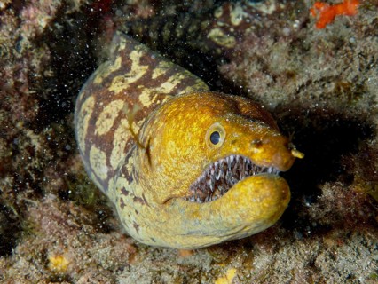 A moray eel, the tiger moray (Enchelycore anatina), with sharp teeth, protrudes from the rocks,