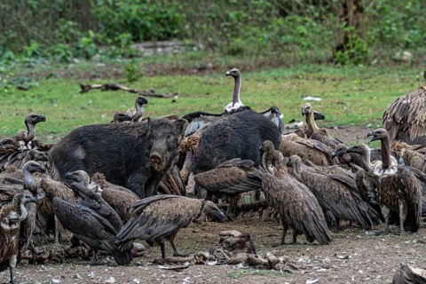Vultures, slender-billed vulture (Gyps tenuirostris), Bengal vulture (Gyps bengalensis) and wild