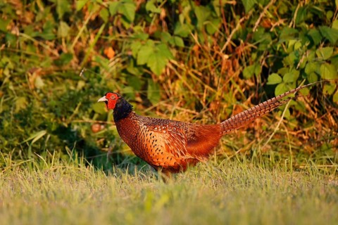Hunting pheasant (Phasianus colchicus), cock in a meadow, North Rhine-Westphalia, Germany