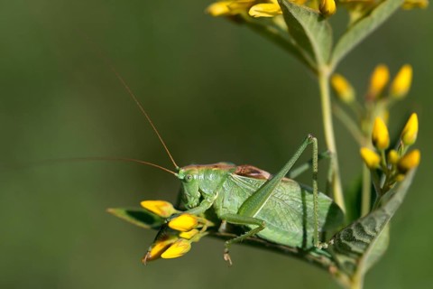 Grasshoppers, Tettigonia Cantans, Upland Green Bush Cricket, Chirping Hayhorse, Ensifera,