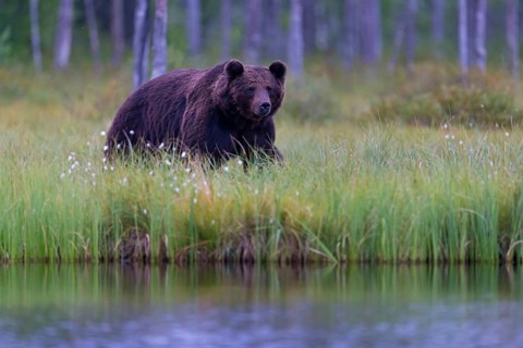 European brown bear, animals, mammals, (Ursus arctos arctos), forest, Scandinavia, bear family,