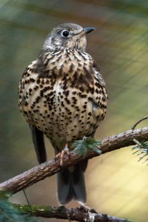 Mistletoe thrush, turdus viscivorus, birds, high size, portrait format, passeri, songbirds,