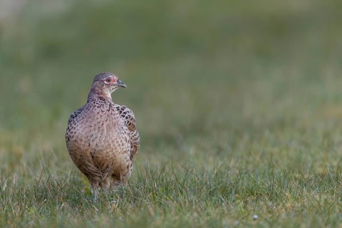 A female pheasant (Phasianus colchicus) stands calmly in a meadow, secretive and shy, spring,