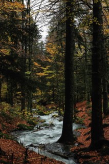 A tranquil stream flows through an autumnal forest, surrounded by tall trees and colourful foliage,
