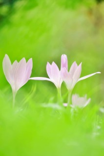 Autumn crocus (Colchium speciosum), September, Saxony, Germany