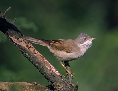 Warbler, Sylvia Communis, Whitethroat, Birds, Male, Male, Passeri, Songbirds, Birds