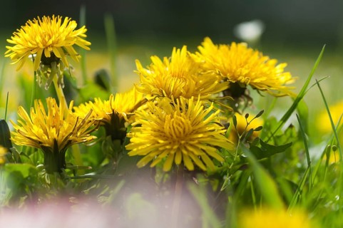 Asteraceae, common dandelion, daisy, dandelion, dandelion, taraxacum officinale agg., flora,