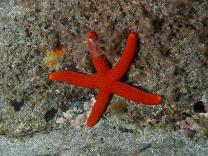 A red starfish (Echinaster sepositus) rests on a rocky seabed underwater, dive site: El Cabron