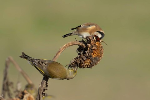 European goldfinch (Carduelis carduelis) and Greenfinch (Chloris chloris) adult birds feeding on a