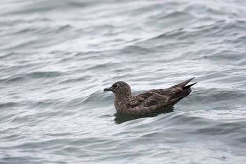 Great Skua (Stercorarius skua), North Sea, Germany