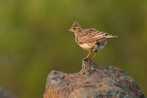 Alauda Arvensis, Skylark, Birds, Leo, Larks, Passeri, Songbirds, Songbirds, Birds