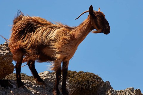 A goat with waving fur stands on a rock in the sun, Rodopou Peninsula, Rodopou, West Crete, Greek