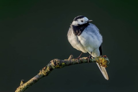 White Wagtail (Motacilla alba) in the evening sunlight on a perching post, May, Germany