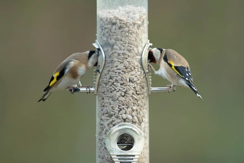 European goldfinch (Carduelis carduelis) two adult birds feeding on sunflower hearts from a garden
