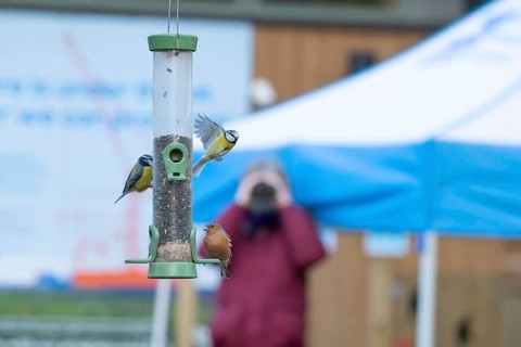 Blue tit (Cyanistes Caeruleus) and Chaffinch (Fringilla coelebs) adult birds at a bird feeder being