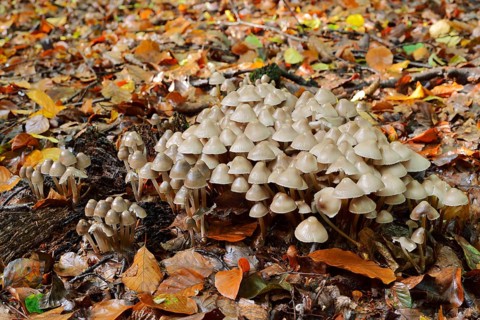 Rogers Mushroom (Psathyrella multipedata), North Rhine-Westphalia, Germany