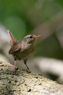 Troglodytes troglodytes, wren, birds, passeri, songbirds, songbirds, birds